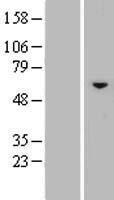 BTBD3 Protein - Western validation with an anti-DDK antibody * L: Control HEK293 lysate R: Over-expression lysate