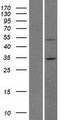 BTBD7 Protein - Western validation with an anti-DDK antibody * L: Control HEK293 lysate R: Over-expression lysate