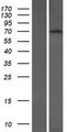 BTBD9 Protein - Western validation with an anti-DDK antibody * L: Control HEK293 lysate R: Over-expression lysate