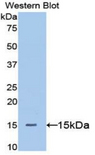 BTC / Betacellulin Antibody - Western blot of recombinant BTC / Betacellulin.  This image was taken for the unconjugated form of this product. Other forms have not been tested.