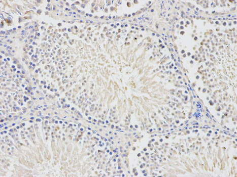 BTC / Betacellulin Antibody - Immunohistochemistry of paraffin-embedded rat testis using BTC antibody at dilution of 1:200 (200x lens).