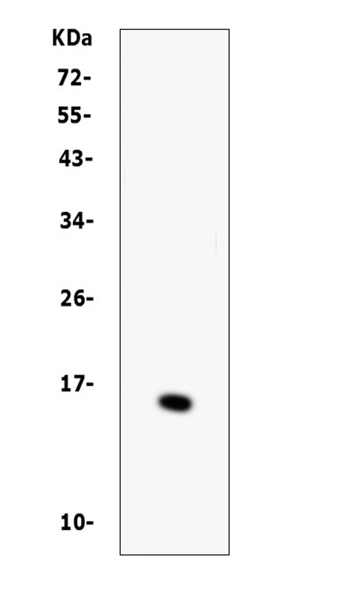 BTC / Betacellulin Antibody - Western blot analysis of BTC using anti-BTC antibody. Electrophoresis was performed on a 5-20% SDS-PAGE gel at 70V (Stacking gel) / 90V (Resolving gel) for 2-3 hours. Lane 1: recombinant human BTC protein 1ng. After Electrophoresis, proteins were transferred to a Nitrocellulose membrane at 150mA for 50-90 minutes. Blocked the membrane with 5% Non-fat Milk/ TBS for 1.5 hour at RT. The membrane was incubated with rabbit anti-BTC antigen affinity purified polyclonal antibody at 0.5 µg/mL overnight at 4°C, then washed with TBS-0.1% Tween 3 times with 5 minutes each and probed with a goat anti-rabbit IgG-HRP secondary antibody at a dilution of 1:10000 for 1.5 hour at RT. The signal is developed using an Enhanced Chemiluminescent detection (ECL) kit with Tanon 5200 system. A specific band was detected for BTC at approximately 15KD. The expected band size for BTC is at 9KD.