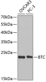 BTC / Betacellulin Antibody - Western blot analysis of extracts of various cell lines using BTC Polyclonal Antibody at dilution of 1:1000.