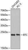 BTC / Betacellulin Antibody - Western blot analysis of extracts of various cell lines using BTC Polyclonal Antibody at dilution of 1:1000.