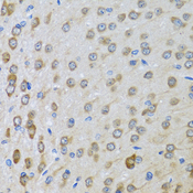 BTD / Biotinidase Antibody - Immunohistochemistry of paraffin-embedded rat brain tissue.