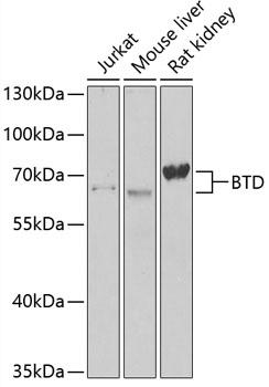 BTD / Biotinidase Antibody - Western blot analysis of extracts of various cell lines using BTD Polyclonal Antibody at dilution of 1:1000.