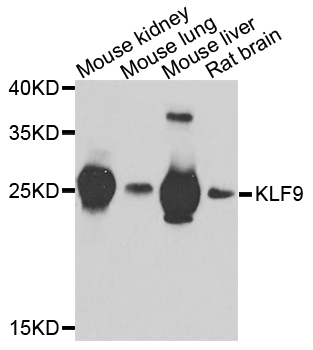 BTEB / KLF9 Antibody - Western blot analysis of extracts of various cells.