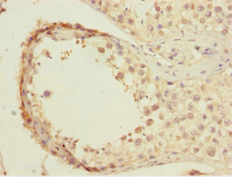 BTEB / KLF9 Antibody - Immunohistochemistry of paraffin-embedded human testis tissue at dilution 1:100