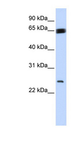 BTEB / KLF9 Antibody - KLF9 antibody Western blot of 721_B cell lysate. This image was taken for the unconjugated form of this product. Other forms have not been tested.