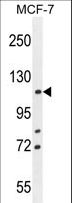 BTF / BCLAF1 Antibody - BCLAF1 Antibody western blot of MCF-7 cell line lysates (35 ug/lane). The BCLAF1 antibody detected the BCLAF1 protein (arrow).