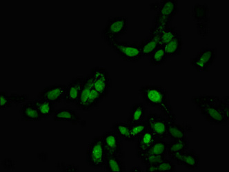 BTF / BCLAF1 Antibody - Immunofluorescent analysis of Hela cells at a dilution of 1:100 and Alexa Fluor 488-congugated AffiniPure Goat Anti-Rabbit IgG(H+L)