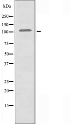 BTF / BCLAF1 Antibody - Western blot analysis of extracts of 293 cells using BCLAF1 antibody.