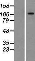 BTF / BCLAF1 Protein - Western validation with an anti-DDK antibody * L: Control HEK293 lysate R: Over-expression lysate