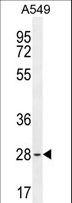 BTF3 Antibody - BTF3 Antibody western blot of A549 cell line lysates (35 ug/lane). The BTF3 antibody detected the BTF3 protein (arrow).