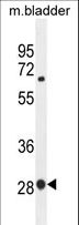 BTF3 Antibody - BTF3 Antibody western blot of mouse bladder tissue lysates (35 ug/lane). The BTF3 antibody detected the BTF3 protein (arrow).