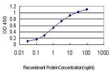 BTF3 Antibody - Detection limit for recombinant GST tagged BTF3 is approximately 0.03 ng/ml as a capture antibody.