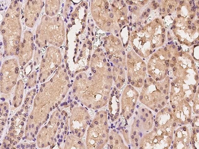BTF3 Antibody - Immunochemical staining of human BTF3 in human kidney with rabbit polyclonal antibody at 1:100 dilution, formalin-fixed paraffin embedded sections.