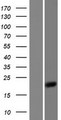 BTF3 Protein - Western validation with an anti-DDK antibody * L: Control HEK293 lysate R: Over-expression lysate