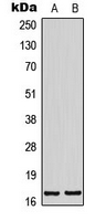 BTF3L4 Antibody - Western blot analysis of BTF3L4 expression in K562 (A); NIH3T3 (B) whole cell lysates.