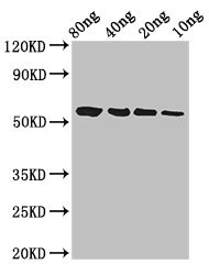 btfP Antibody - Positive Western Blot detected in Recombinant protein All lanes btfP antibody at 3 µg/ml Secondary Goat polyclonal to rabbit IgG at 1/50000 dilution. Predicted band size: 58 KDa. Observed band size: 58 KDa