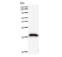 BTG1 Antibody - Western blot analysis of immunized recombinant protein, using anti-BTG1 monoclonal antibody.