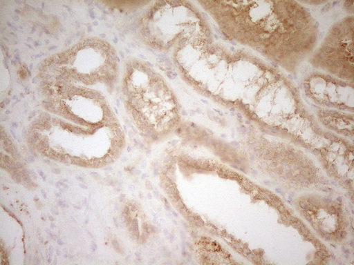 BTG1 Antibody - Immunohistochemical staining of paraffin-embedded Human Kidney tissue within the normal limits using anti-BTG1 mouse monoclonal antibody. (Heat-induced epitope retrieval by 1 mM EDTA in 10mM Tris, pH8.5, 120C for 3min,