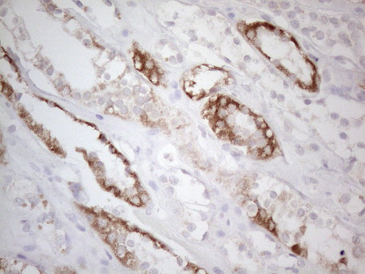 BTG2 Antibody - Immunohistochemical staining of paraffin-embedded Human Kidney tissue within the normal limits using anti-BTG2 mouse monoclonal antibody. (Heat-induced epitope retrieval by 1mM EDTA in 10mM Tris buffer. (pH8.5) at 120°C for 3 min. (1:150)
