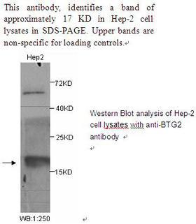 BTG2 Antibody
