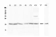 BTG2 Antibody - Western blot - Anti-BTG2 Picoband antibody