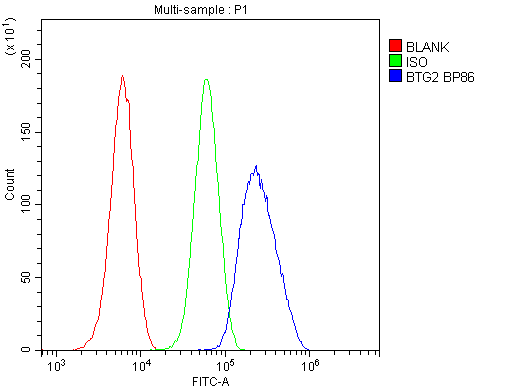 BTG2 Antibody - Flow Cytometry analysis of U20S cells using anti-BTG2 antibody. Overlay histogram showing U20S cells stained with anti-BTG2 antibody (Blue line). The cells were blocked with 10% normal goat serum. And then incubated with rabbit anti-BTG2 Antibody (1µg/10E6 cells) for 30 min at 20°C. DyLight®488 conjugated goat anti-rabbit IgG (5-10µg/10E6 cells) was used as secondary antibody for 30 minutes at 20°C. Isotype control antibody (Green line) was rabbit IgG (1µg/10E6 cells) used under the same conditions. Unlabelled sample (Red line) was also used as a control.