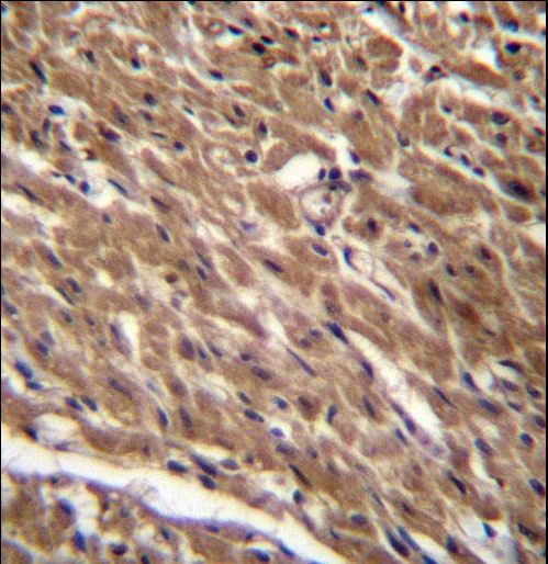 BTG3 Antibody - BTG3 Antibody immunohistochemistry of formalin-fixed and paraffin-embedded human heart tissue followed by peroxidase-conjugated secondary antibody and DAB staining.