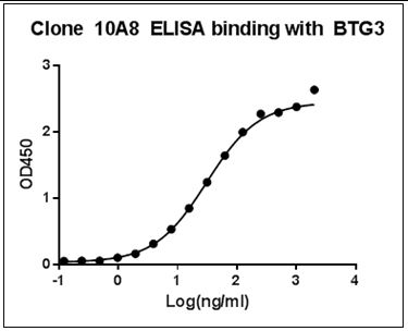 BTG3 Antibody - ELISA binding of Human BTG3 Antibody (10A8) with Human BTG3 recombinant protein. Coating antigen: BTG3, 1 µg/ml. BTG3 antibody dilution start from 1000 ng/ml, EC50= 30.87 ng/ml.