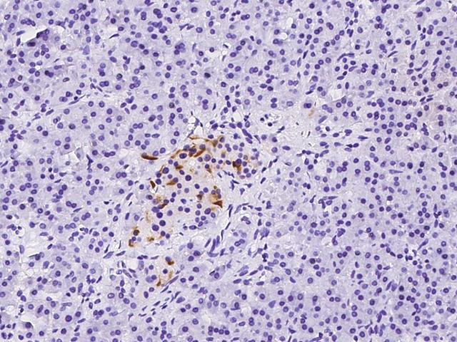 BTG3 Antibody - Immunochemical staining of human BTG3 in human pancreas with rabbit polyclonal antibody at 1:100 dilution, formalin-fixed paraffin embedded sections.