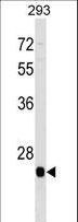 BTG4 Antibody - BTG4 Antibody western blot of 293 cell line lysates (35 ug/lane). The BTG4 antibody detected the BTG4 protein (arrow).
