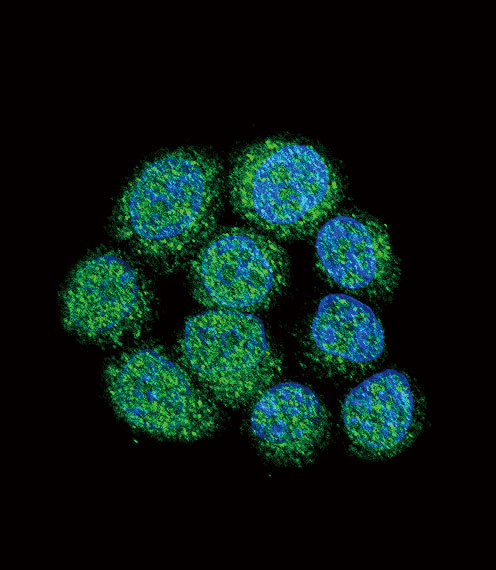 BTK Antibody - Confocal immunofluorescence of BTK Antibody with 293 cell followed by Alexa Fluor 488-conjugated goat anti-rabbit lgG (green). DAPI was used to stain the cell nuclear (blue).