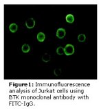 BTK Antibody