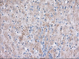 BTK Antibody - IHC of paraffin-embedded Human liver tissue using anti-BTK mouse monoclonal antibody. (Dilution 1:50).