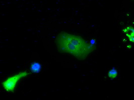 BTK Antibody - Anti-BTK mouse monoclonal antibody  immunofluorescent staining of COS7 cells transiently transfected by pCMV6-ENTRY BTK.