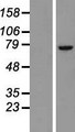 BTK Protein - Western validation with an anti-DDK antibody * L: Control HEK293 lysate R: Over-expression lysate