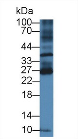 BTLA / CD272 Antibody - Western Blot; Sample: Mouse Spleen lysate; Primary Ab: 2µg/ml Rabbit Anti-Mouse BTLA Antibody Second Ab: 0.2µg/mL HRP-Linked Caprine Anti-Rabbit IgG Polyclonal Antibody