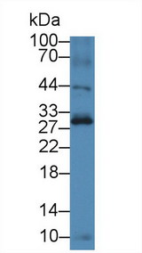 BTLA / CD272 Antibody - Western Blot; Sample: Mouse Thymus lysate; Primary Ab: 2µg/ml Rabbit Anti-Mouse BTLA Antibody Second Ab: 0.2µg/mL HRP-Linked Caprine Anti-Rabbit IgG Polyclonal Antibody (Catalog: SAA544Rb19