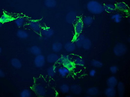 BTLA / CD272 Antibody - Anti-BTLA mouse monoclonal antibody immunofluorescent staining of COS7 cells transiently transfected by pCMV6-ENTRY BTLA.