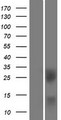 BTLA / CD272 Protein - Western validation with an anti-DDK antibody * L: Control HEK293 lysate R: Over-expression lysate