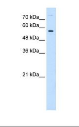 BTN1A1 Antibody - HepG2 cell lysate. Antibody concentration: 0.25 ug/ml. Gel concentration: 12%.  This image was taken for the unconjugated form of this product. Other forms have not been tested.