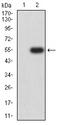BTN1A1 Antibody - Western blot analysis using BTN1A1 mAb against HEK293 (1) and BTN1A1 (AA: extra 27-242)-hIgGFc transfected HEK293 (2) cell lysate.