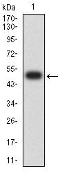 BTN1A1 Antibody - Western blot analysis using BTN1A1 mAb against human BTN1A1 (AA: extra 27-242) recombinant protein. (Expected MW is 50 kDa)
