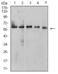 BTN1A1 Antibody - Western blot analysis using BTN1A1 mouse mAb against HepG2 (1), MCF-7 (2), SK-BR-3 (3), NIH/3T3 (4), and C6 (5) cell lysate.