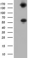 BTN1A1 Antibody - HEK293T cells were transfected with the pCMV6-ENTRY control (Left lane) or pCMV6-ENTRY BTN1A1 (Right lane) cDNA for 48 hrs and lysed. Equivalent amounts of cell lysates (5 ug per lane) were separated by SDS-PAGE and immunoblotted with anti-BTN1A1.