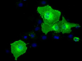 BTN1A1 Antibody - Anti-BTN1A1 mouse monoclonal antibody  immunofluorescent staining of COS7 cells transiently transfected by pCMV6-ENTRY BTN1A1.