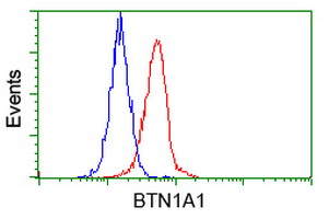 BTN1A1 Antibody - Flow cytometry of HeLa cells, using anti-BTN1A1 antibody, (Red), compared to a nonspecific negative control antibody, (Blue).